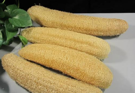 SPONGE GOURD LOOFAH (pack of 2)